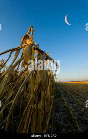 La récolte de maïs va full tilt dans le midwest des États-Unis. En fin de soirée la lumière de cette photo a été prise. Banque D'Images