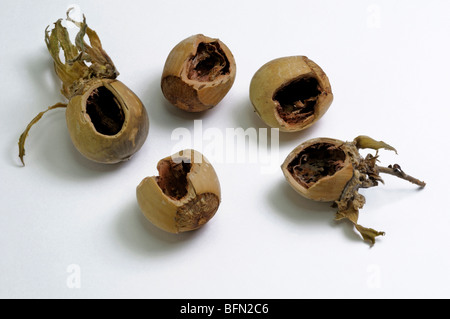 Le noisetier commun (Corylus avellana). Ouvert les écrous et mangées par les écureuils rouges, studio photo. Banque D'Images