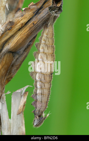 (Caligo eurilochus papillon owl). Caterpillar complètement adulte commence à se métamorphoser. Banque D'Images