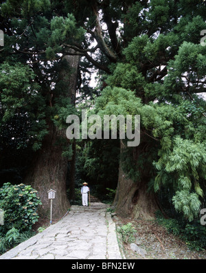 Kumano Kodo Daimonzaka Hill, Nachi Katsuura, Wakayama, Japon Les sites sacrés et chemins de pèlerinage dans les monts Kii Banque D'Images