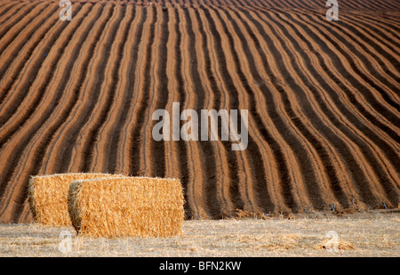 Israël, Néguev, champ de blé, les périodes de récolte dans un champ de blé des bottes de paille dans le domaine après que le grain avait été rentré Banque D'Images