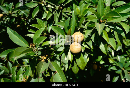 Sapodilla ; sapona ; arbre de fruits Chickoo ; Gholwad ; Maharashtra ; Inde ; asie Banque D'Images