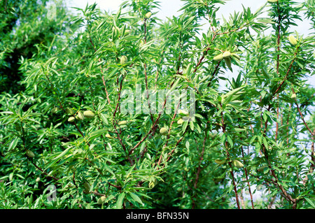 Arbre aux fruits d'amande ; Himachal Pradesh ; Inde Banque D'Images