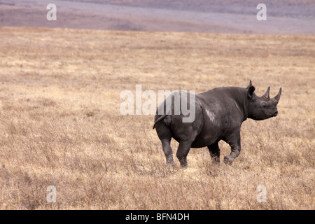 Rhinocéros noirs (Diceros bicornis michaeli) pris au cratère de Ngorongoro, Tanzanie Banque D'Images
