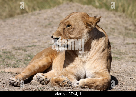 Femme African Lion Panthera leo pris dans le Serengeti NP, Tanzanie Banque D'Images