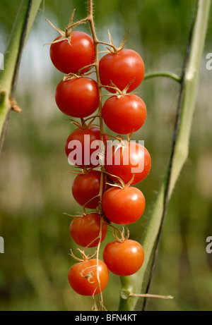 Tomate Cerise (Solanum lycopersicum var. cerasiforme) Banque D'Images
