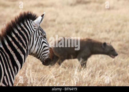 Zèbre des plaines regardant une hyène tachetée prises dans le cratère du Ngorongoro, en Tanzanie Banque D'Images