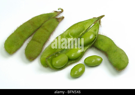 La fève de soja, le soja (Glycine max). Les gousses immatures et les haricots, studio photo. Banque D'Images