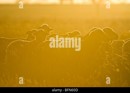 Dawn jette un halo autour de la laine de mouton sur une grande ferme de l'Outback. Banque D'Images