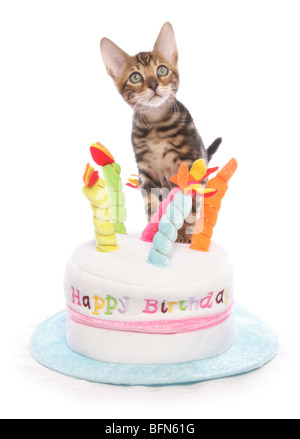 Chatons cake hat seul jeune homme Studio Banque D'Images