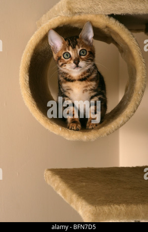 Chatons mâles jeunes unique à l'intérieur Banque D'Images