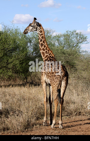 Le Masai Giraffe Giraffa camelopardalis tippelskirchi prises dans le Serengeti NP, Tanzanie Banque D'Images