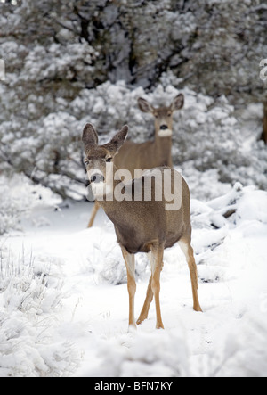 Le cerf mulet parcourir dans les Badlands désert lors d'une tempête d'hiver. Banque D'Images