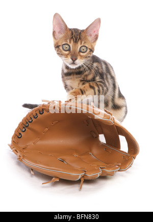 Chatons avec un gant de baseball seul jeune femme studio Banque D'Images