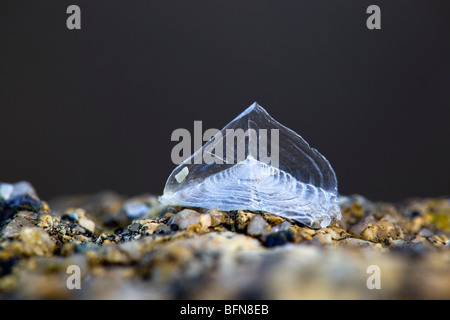 Par le vent marin ; Velella velella ; échoué sur la plage de Sennen, Cornwall Banque D'Images