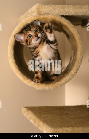 Chatons mâles jeunes unique à l'intérieur Banque D'Images