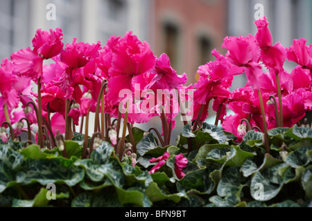 Close up avec un groupe compact de primevère plantes sur le marché aux fleurs. Banque D'Images