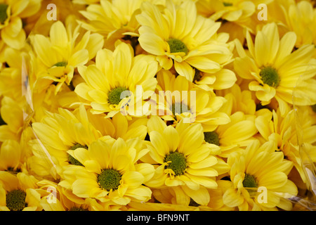 Bouquet de marguerites d'automne jaune Banque D'Images