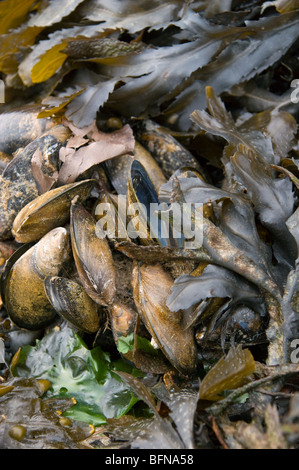 Muscles et des algues sur le dernier lit de la rivière. Banque D'Images