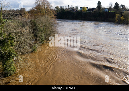 Rivière Tweed Kelso Écosse Novembre 2009 inondation les niveaux d'eau en crue de très limoneuse du ruissellement des sols agricoles Banque D'Images