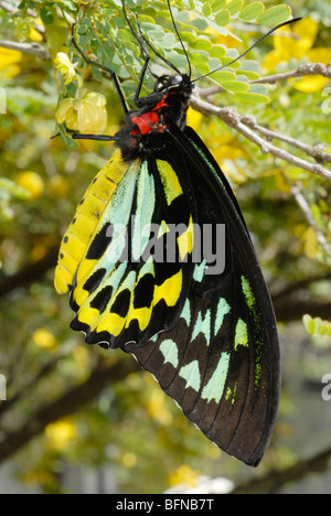 Cairns masculins de la CITES (Ornithoptera euphorion) est la plus grande espèce de papillons endémiques Banque D'Images