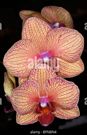 fleurs d’orchidées Banque D'Images