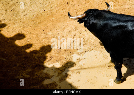 Un éléphant dans la lutte contre le corral derrière la tauromachie Arena le matin avant de Corida de Toros, Torremolinos, Espagne. Banque D'Images