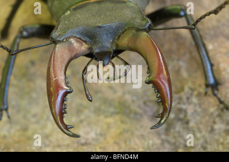 Coléoptère de cerf, Lucanus cervus, mâle, gros plan de mandibules ou de cornes sur mâle, Royaume-Uni. Juin. Banque D'Images