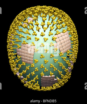 Trois dimensions du modèle généré par ordinateur de la structure de la H1N1 du virus de la grippe porcine de particule. Banque D'Images