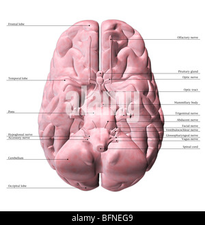 Illustration de la face inférieure du cerveau humain Banque D'Images