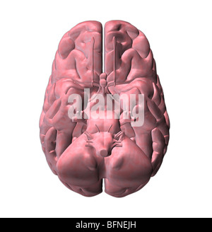 Illustration de la face inférieure du cerveau humain Banque D'Images