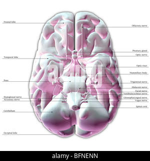 Illustration de la face inférieure du cerveau humain Banque D'Images