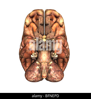 Illustration de la face inférieure du cerveau humain Banque D'Images