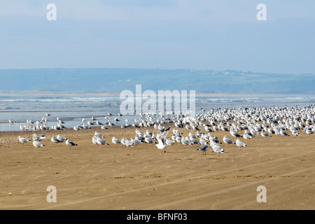 Flock of seagulls énorme sur la plage au milieu de Pembrey au Pays de Galles Banque D'Images