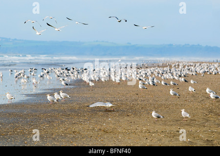 Flock of seagulls énorme sur la plage au milieu de Pembrey au Pays de Galles Banque D'Images