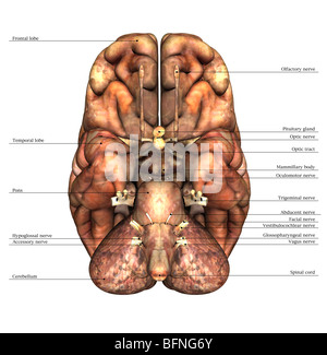 Illustration de la face inférieure du cerveau humain Banque D'Images