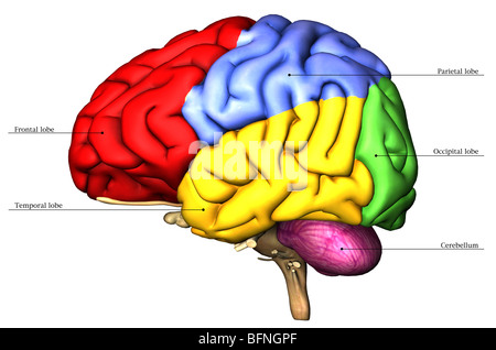 Illustration du cerveau humain Banque D'Images