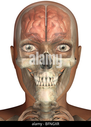 Illustration du cerveau humain et du crâne vu l'intérieur d'une tête transparente Banque D'Images
