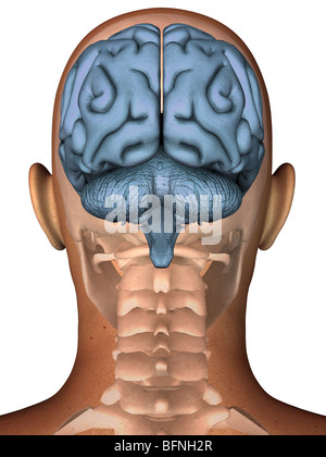 Illustration du cerveau humain vu à l'intérieur d'une tête transparente Banque D'Images