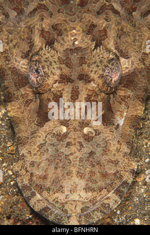 Cymbacephalus beauforti Flathead (Crocodile), le Détroit de Lembeh, au nord de Sulawesi, Indonésie Banque D'Images