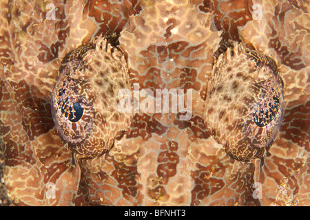 Cymbacephalus beauforti Flathead (Crocodile), le Détroit de Lembeh, au nord de Sulawesi, Indonésie Banque D'Images