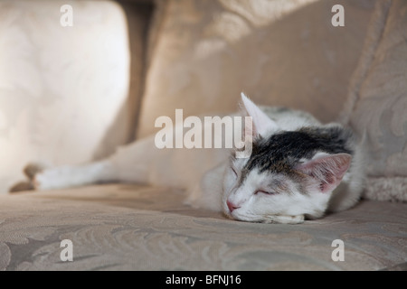 Chat blanc couché sur un canapé. M. © Myrleen Pearson Banque D'Images