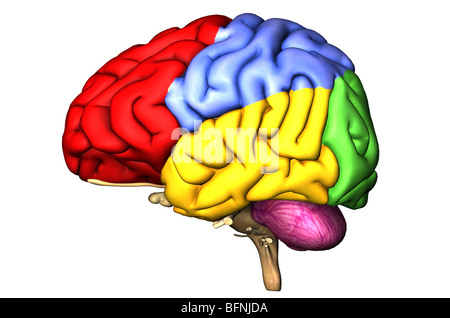 Illustration du cerveau humain montrant le lobe cérébral et le cervelet en couleurs Banque D'Images