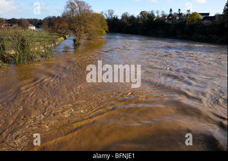 Rivière Tweed Kelso Écosse Novembre 2009 inondation les niveaux d'eau en crue de très limoneuse du ruissellement des sols agricoles Banque D'Images