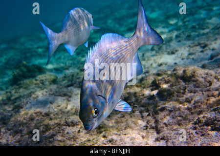 Poisson sous l'océan 2 Banque D'Images