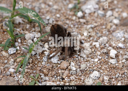 Désert mexicain ou juvénile (Aphonopelma chalcodes tarentule blonde), Arizona, USA Banque D'Images