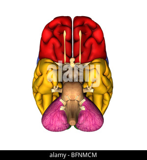 Illustration de la face inférieure du cerveau humain Banque D'Images