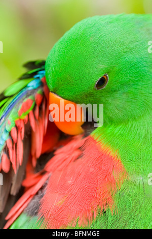 Perroquet Eclectus roratus Eclectus (), Papouasie, Indonésie Banque D'Images