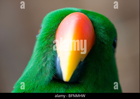 Perroquet Eclectus roratus Eclectus (), Papouasie, Indonésie Banque D'Images