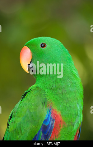 Perroquet Eclectus roratus Eclectus (), Papouasie, Indonésie Banque D'Images